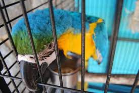 what is the best bedding for pet birds