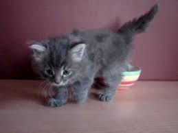 Blue point cats have gray points, and there can be many more varieties. Siberian Kitten Grey White Siberian Kitten