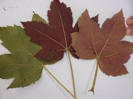 leaves of sycamore maple plants with