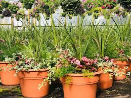 Our boundless inventory of plants trees flowers and garden supplies makes us the most reccommended. Tarheel Nursery Greenhouse Garden Center Angier Nc