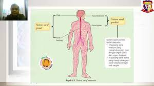 Mengesan maklumat di rangsangan otot atau rangsangan proses untuk yang hasilkan kelenjar dan documents similar to sistem saraf tingkatan 4. Sains Tingkatan 3 Bab 1 Rangsangan Dan Gerak Balas 1 1 Sistem Saraf Manusia Youtube
