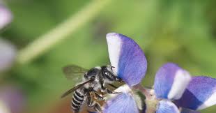 Flowers provide nectar or pollen bees need, and bee pollination helps flowers produce different bee species have distinct flower preferences, but some features attract all types of bees. How Your Bee Friendly Garden May Actually Be Killing Bees Wired