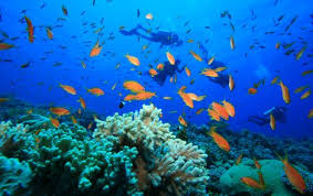 scuba diving paradise cebu s hot spots