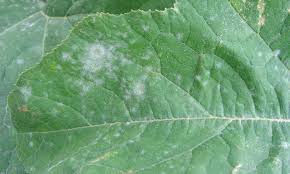 powdery mildew treatment and prevention