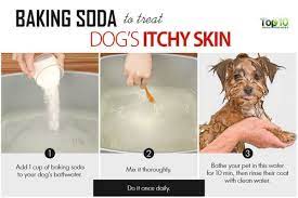 home remes for skin rashes on dogs