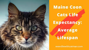maine cats life expectancy