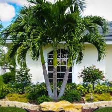 It also turns out that many sago palms (aka cycads) when you're ready to try some cold hardy palm trees or buy cycads for your temperate garden, we hope you'll check out our hardy palms for sale. Palm Trees Buy Palm Trees Online The Tree Center