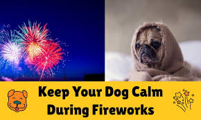 my dog for fireworks anxiety