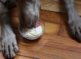 how to homemade frosty paws recipe