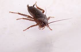 how does boric acid kill roaches does