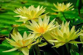 Maybe you would like to learn more about one of these? 53 Types Of Yellow Flowers For Garden Plants With Yellow Flowers