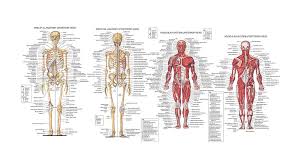 The muscular system contains over 600 skeletal in the muscular system, skeletal muscles are connected to the skeleton, either to bone or to connective tissues such as ligaments. Hd Wallpaper Human Anatomy Hd Body Bones Muscles Wallpaper Flare