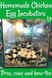 a homemade incubator to hatch en