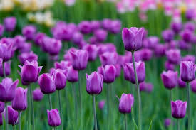 purple flower meaning and symbolism in