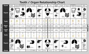 Tooth Meridian Chart Maxwell Dental