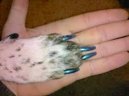 dog nail painting in colorado springs