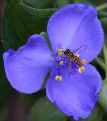 There's a great selection. russell shares a few of her favorite native plants for nova, from trees and shrubs to grasses and perennials. Tradescantia Virginiana Wikipedia