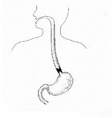 Image result for stomach drawing