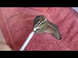 Orphaned Baby Chipmunk At Wildcare Youtube
