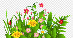 Flower Garden S Herbaceous Plant
