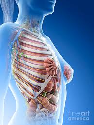 Anatomy human torso upper illustrations & vectors. Female Upper Body Anatomy Photograph By Sebastian Kaulitzki Science Photo Library