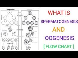 Spermatogenesis And Oogenesis Human Reproduction Flow