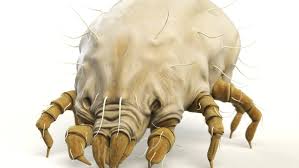 beat dust mites