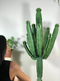 La cactus se voit ainsi assigner trois missions: Cactus Et Plante Succulente Osez Planter Ca Pousse