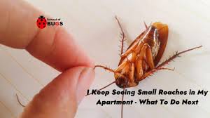 small roaches in my apartment