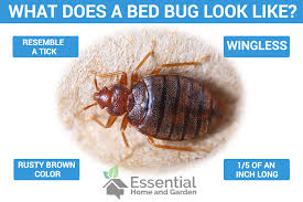 How To Get Rid Of Bed Bugs Naturally