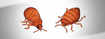 Can Bed Bugs Talk To Each Other