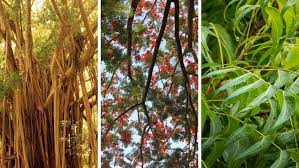 40 Common Trees In India Uses