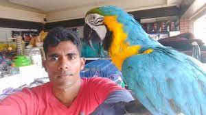 macaw parrot india pet india you