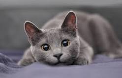 are-all-grey-cats-rare