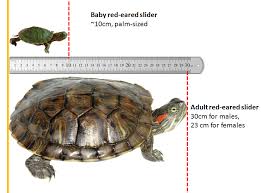 Red Eared Slider Facts And Pictures