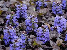 bugleweed a perennial groundcover that