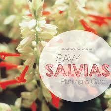 How To Grow Salvias In Australia