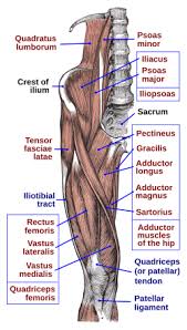 The it band stretches across vastus lateralis on the outside of the leg and helps to extend. Iliopsoas Wikipedia