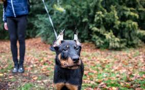 Pet Owners Told To Avoid Buying Dogs With Cropped Ears As