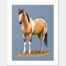 Beautiful Buckskin Pinto Quarter Horse