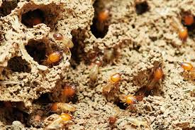 termites in florida faqs answered