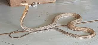 the king cobra ophiophagus hannah is