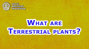 What Are Terrestrial Plants