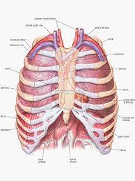 In this image, you will find part of the pectoral muscles mainly used in it. Chest Anatomy Human Body Sticker By Hoorahville In 2021 Human Anatomy And Physiology Thoracic Cavity Anatomy Organs
