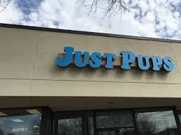 When traveling with dogs, one thing is certain. Just Pups Pet Stores Owner Vincent Losacco Agrees To Stop Selling Animals In Nj Pay 326 000 To Settle Allegations Of Consumer Fraud Tapinto