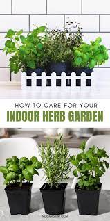 How To Grow Fresh Herbs Indoors On Your