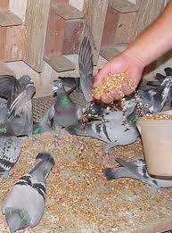 homing pigeons 101 feeding
