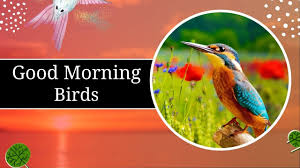 135 good morning birds images the