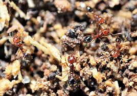 fire ants what to know and how to deal