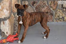 Boxers can be prone to hip dysplasia, thyroid deficiency, degenerative myelopathy, and heart conditions, like cardiomyopathy and aortic stenosis. Bella Boxer Puppy For Sale Near Springfield Missouri 78eae7f3 4dc1 Boxer Dogs Boxer Puppies Boxer Puppies For Sale